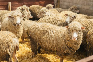 Bir koyun sürüsü ahırda duruyor. Çiftçilik, koyun yetiştiriciliği. Bir koyun sürüsü birbirine yakın duruyor..