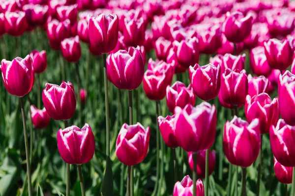 Поляна Розовых Тюльпанов Цветы Парке Клумбе — стоковое фото