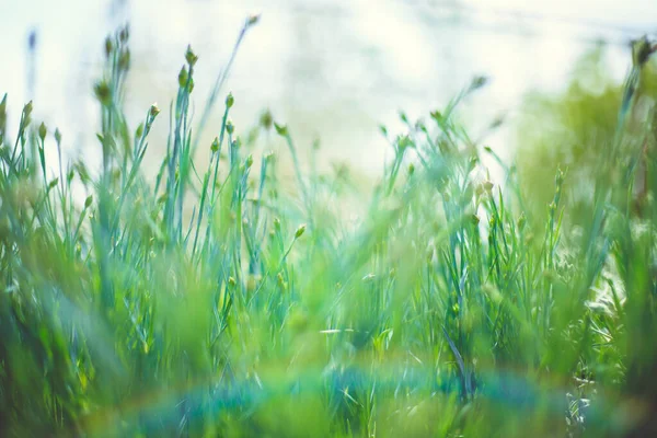 Les Rayons Soleil Tombent Sur Herbe Verte Luxuriante Texture Fond — Photo