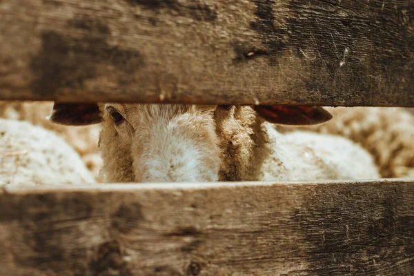 Сельское Хозяйство Овцеводство Баран Смотрит Через Деревянный Забор Крупный План — стоковое фото