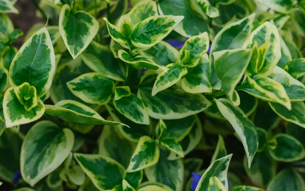 Hojas Verdes Primer Plano Hojas Con Patrón Diferentes Tonos Jardinería —  Fotos de Stock