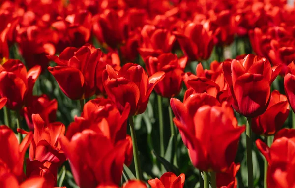 Поляна Красных Тюльпанов Цветы Парке Клумбе Яркий Солнечный День Естественный — стоковое фото