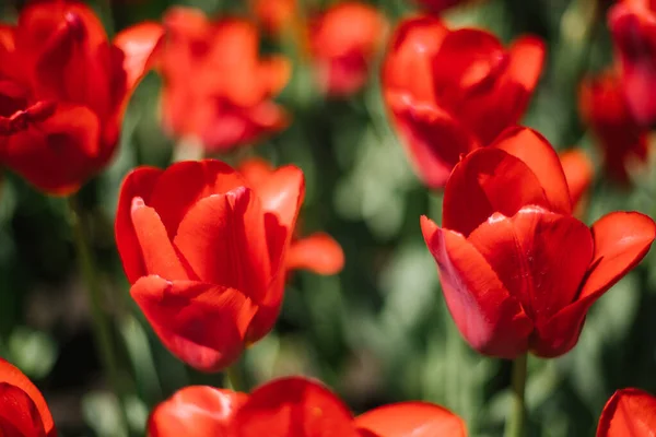 Lichtung Roter Tulpen Blumen Park Auf Einem Blumenbeet Strahlend Sonniger — Stockfoto