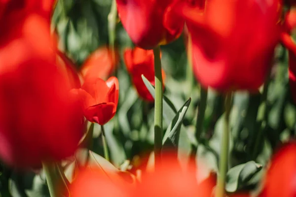 Glade Tulipes Rouges Fleurs Dans Parc Sur Lit Fleurs Belle — Photo