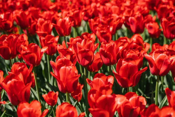Lichtung Roter Tulpen Blumen Park Auf Einem Blumenbeet Strahlend Sonniger — Stockfoto