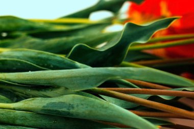 Kırmızı laleler beyaz arka planda yatar. Sulu yeşil yapraklar. Şenlik arka planı. Doğal doku..
