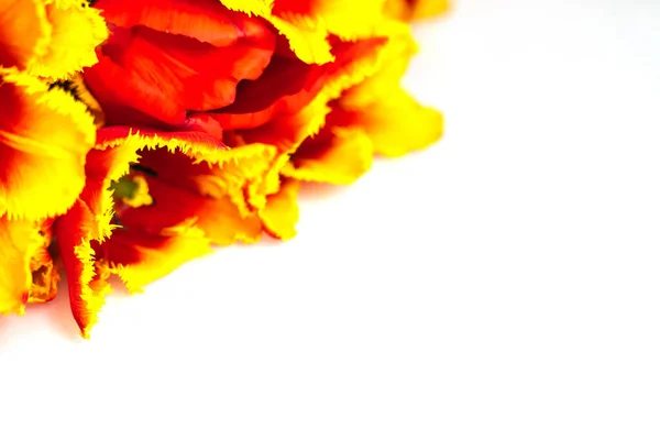 Rote Tulpen Liegen Auf Weißem Hintergrund Offene Knospen Nahaufnahme Feierlicher — Stockfoto