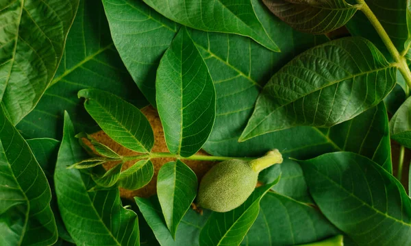 Fondo Verde Textura Hoja Nuez Una Pequeña Nuez Verde Grandes —  Fotos de Stock