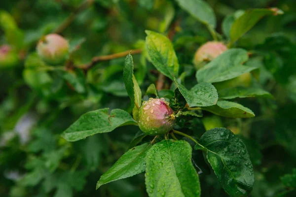 Green apples on a branch in the rain. The leaves and fruits are covered with raindrops. Gardening and agriculture. Natural background and texture.