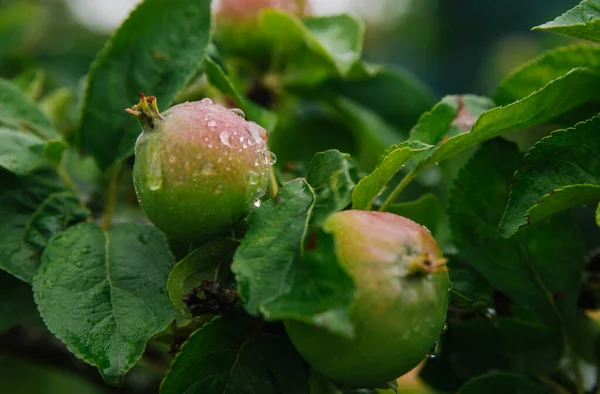 Green apples on a branch in the rain. The leaves and fruits are covered with raindrops. Gardening and agriculture. Natural background and texture.