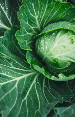 Bahçede taze yeşil lahana yetişiyor. Büyük lahana yaprakları yağmurdan ıslaktır. Yeşil bir sebzeye çiy damlası düşer. Bahçıvanlık ve tarım.