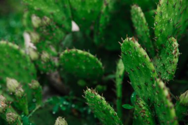 Bahçede yeşil bir kaktüs yetişiyor. Çiçek tomurcuklu sulu kaktüs. Bahçıvanlık. Dikenli egzotik bitki.