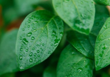 Yeşil yapraklar yakın plan. Yaprakların üzerinde yağmur veya çiy damlaları var. Doğal doku ve arka plan. Güzellik doğada var..