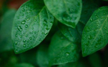 Yeşil yapraklar yakın plan. Yaprakların üzerinde yağmur veya çiy damlaları var. Doğal doku ve arka plan. Güzellik doğada var..