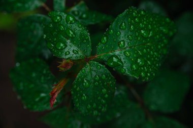 Yakından bir gül çiçeğinin yeşil yaprakları. Yaprakların üzerinde yağmur veya çiy damlaları var. Doğal doku ve arka plan. Güzellik doğada var..