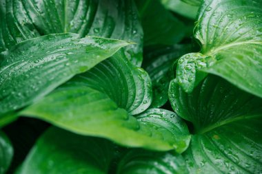 Zambak çiçeğinin yeşil yapraklarının arka planı. Yağmurda ıslak yaprakların dokusu. Sulu, parlak yapraklar..