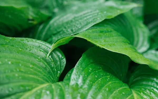 Fondo Las Hojas Verdes Flor Del Lirio Textura Las Hojas —  Fotos de Stock