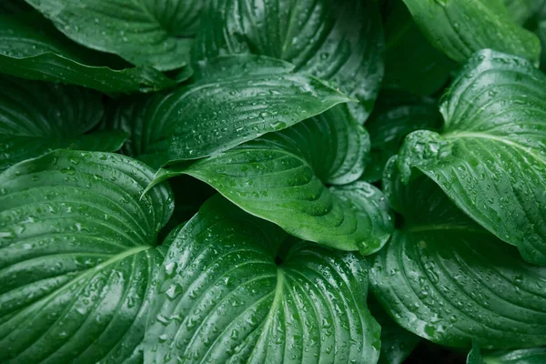 Fondo Las Hojas Verdes Flor Del Lirio Textura Las Hojas —  Fotos de Stock