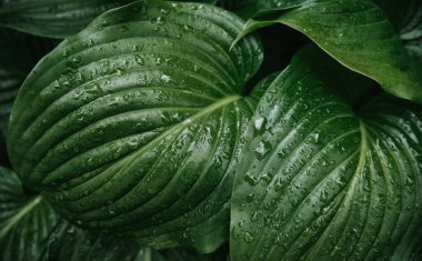 Zambak çiçeğinin yeşil yapraklarının arka planı. Yağmurda ıslak yaprakların dokusu. Sulu, parlak yapraklar..