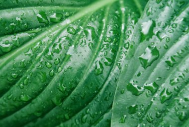 Zambak çiçeğinin yeşil yapraklarının arka planı. Yağmurda ıslak yaprakların dokusu. Sulu, parlak yapraklar..