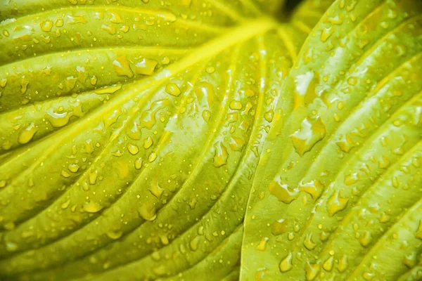 Fondo Las Hojas Amarillas Flor Del Lirio Textura Las Hojas —  Fotos de Stock