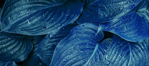 Fondo Hojas Flores Lirio Azul Textura Las Hojas Húmedas Lluvia —  Fotos de Stock