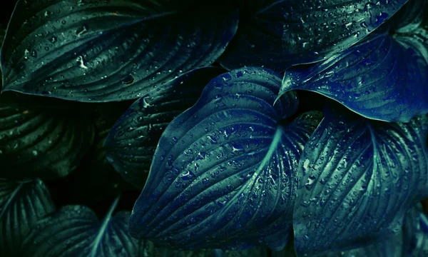 Background Blue Lily Flower Leaves Texture Wet Leaves Rain Juicy — Stock Photo, Image