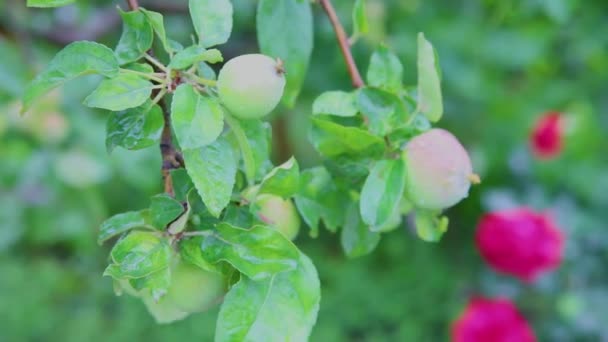Gröna Äpplen Gren Regnet Bladen Och Frukterna Täckta Med Regndroppar — Stockvideo