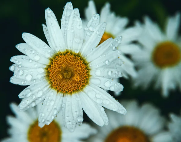 Weiße Gänseblümchen Auf Dunklem Hintergrund Die Blüten Sind Mit Regentropfen — Stockfoto