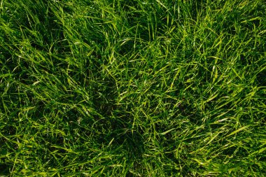 Yeşil çimenler, yakın plan. Doğal arka plan. Parlak güneş ışınlarındaki yeşil, sulu çimlerin dokusu. Parklar ve çayırlar..