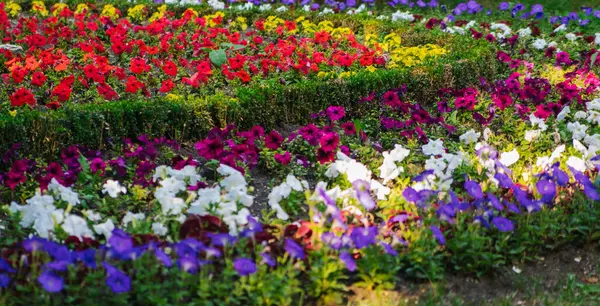 Blumenbeet Park Bunte Blumen Werden Einem Halbkreis Gepflanzt Ein Stadtpark — Stockfoto