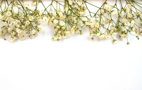 Eine Romantische Komposition Aus Blumen Weiße Zigeunerblumen Auf Weißem Hintergrund — Stockfoto