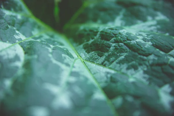 Hoja Verde Primer Plano Textura Superficie Lámina Fondo Natural —  Fotos de Stock