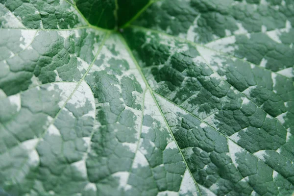 Hoja Verde Primer Plano Textura Superficie Lámina Fondo Natural —  Fotos de Stock