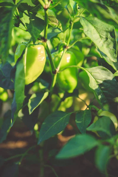 Pimienta Dulce Madura Crece Jardín Pimiento Verde Cuelga Sol Brillante —  Fotos de Stock