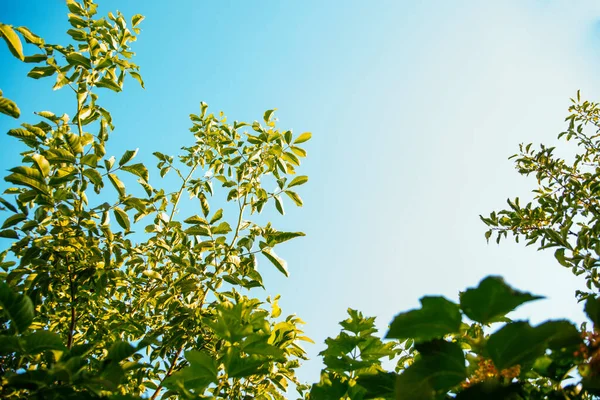 Las Copas Árboles Verdes Contra Cielo Azul Brillante Día Soleado —  Fotos de Stock