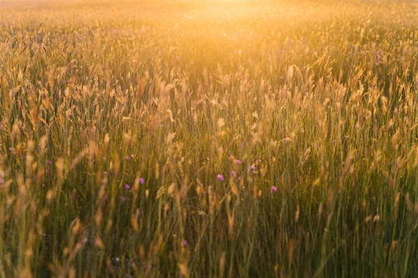 Stacheln Auf Dem Feld Der Untergehenden Sonne Schöne Aussicht Und — Stockfoto