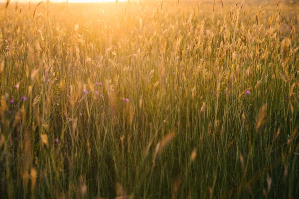 Épillets Dans Champ Sur Soleil Couchant Belle Vue Soleil Éblouissant — Photo