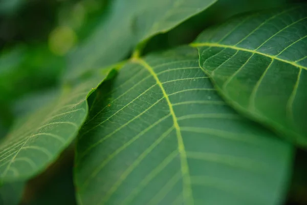 Hojas Nuez Verde Primer Plano Rama Fondo Textura Natural —  Fotos de Stock