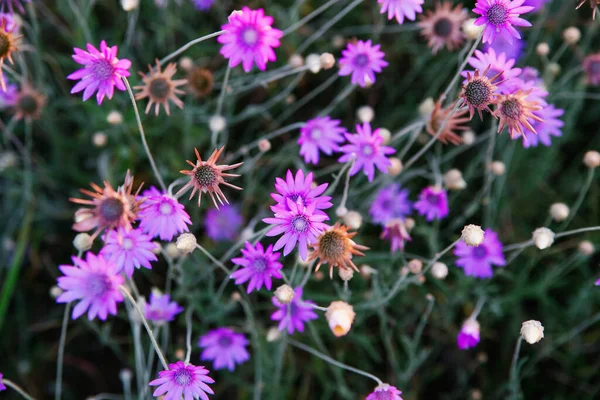 Schöne Blumenwiese Auf Der Wiese Wachsen Lila Blumen Natürlicher Hintergrund — Stockfoto
