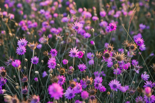 Beau Champ Fleurs Des Fleurs Violettes Poussent Dans Prairie Contexte — Photo