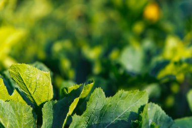 Lush green foliage in the bright sun. Pumpkin or zucchini leaves. Natural background and texture.