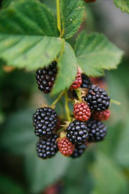 Fresh blackberries in the garden. A bunch of ripe blackberry fruits on a branch with green leaves. Beautiful natural background.