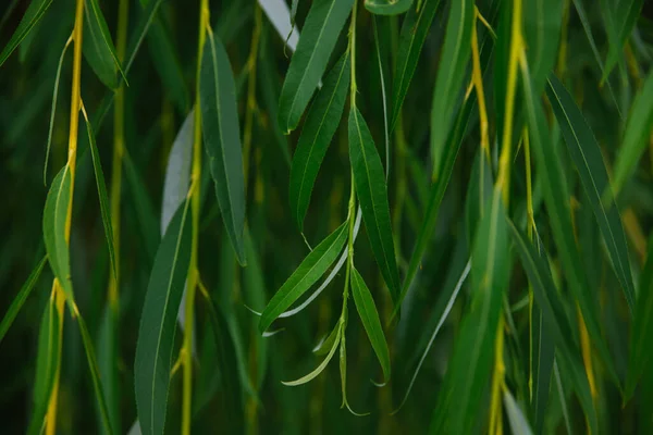 Natural background of green leaves. Willow branches hang beautifully from the tree. The texture of juicy greens.