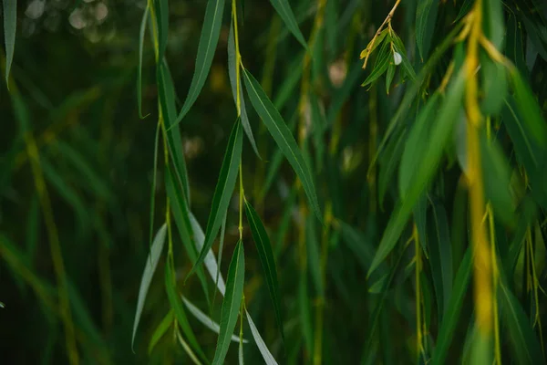Natürlicher Hintergrund Der Grünen Blätter Weidenzweige Hängen Schön Vom Baum — Stockfoto
