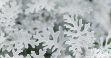 Bahçedeki güzel gümüş renkli Cineraria. Arka plan ve doku. Beyaz oyulmuş yapraklar. Güzel çiçek deseni.