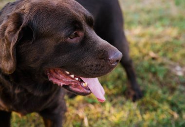 Labrador köpeği portresi. Yün çikolata renginde. Yürüyüşe çıkmış bir evcil hayvan. Köpeğin burnuna ve diline yakın çekim..