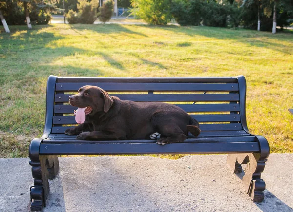 Een Labrador Hond Ligt Een Bankje Het Park Wol Chocoladekleurig — Stockfoto
