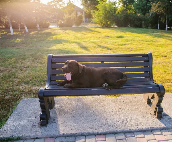 Parktaki Bankta Bir Labrador Köpeği Yatıyor Yün Çikolata Renginde Yürüyüşe — Stok fotoğraf