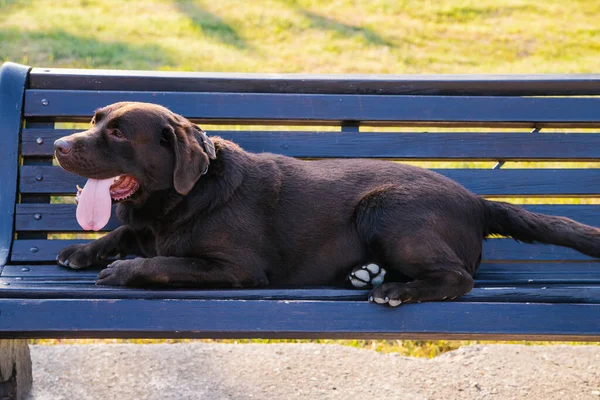 Een Labrador Hond Ligt Een Bankje Het Park Wol Chocoladekleurig — Stockfoto